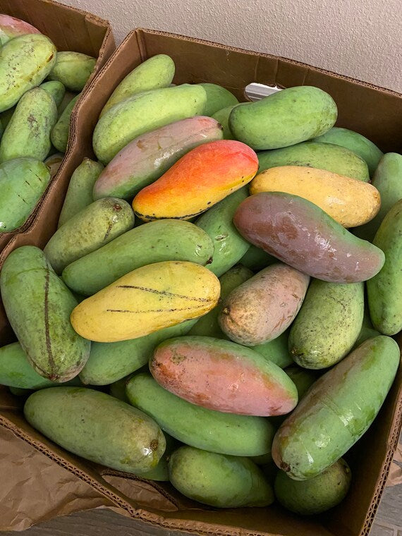 Mahachanook/ Maha Rainbow THAI Mango Tree