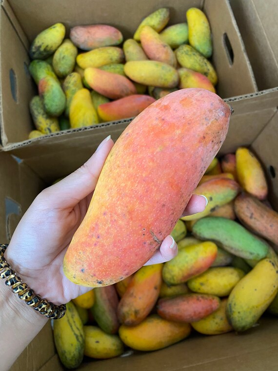 Mahachanook/ Maha Rainbow THAI Mango Tree