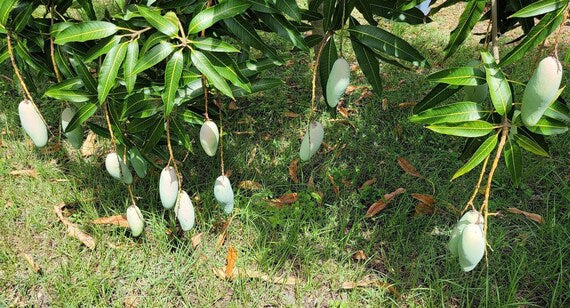 Mahachanook/ Maha Rainbow THAI Mango Tree