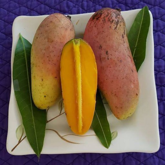 Mahachanook/ Maha Rainbow THAI Mango Tree