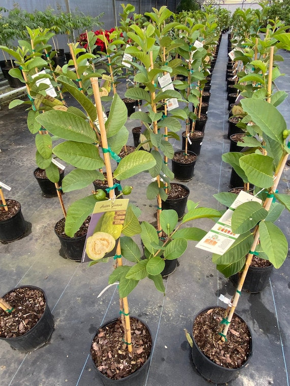 TAIWANESE WHITE GUAVA Tree