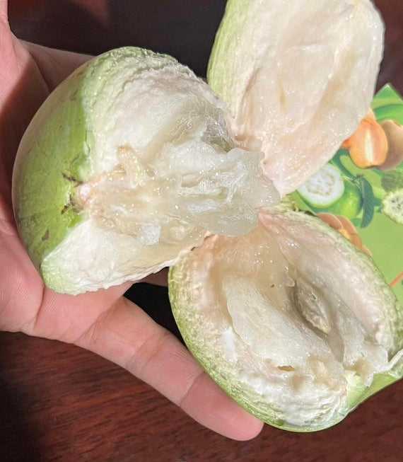 Green Star Apple/ CAIMITO/ Milk Fruit/ Vú Sữa Tree