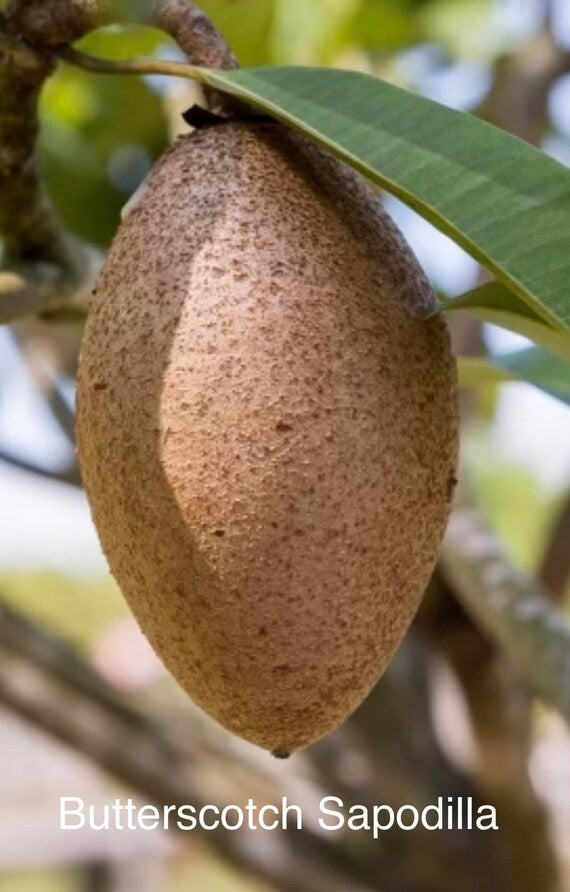 BUTTERSCOTCH SAPODILLA