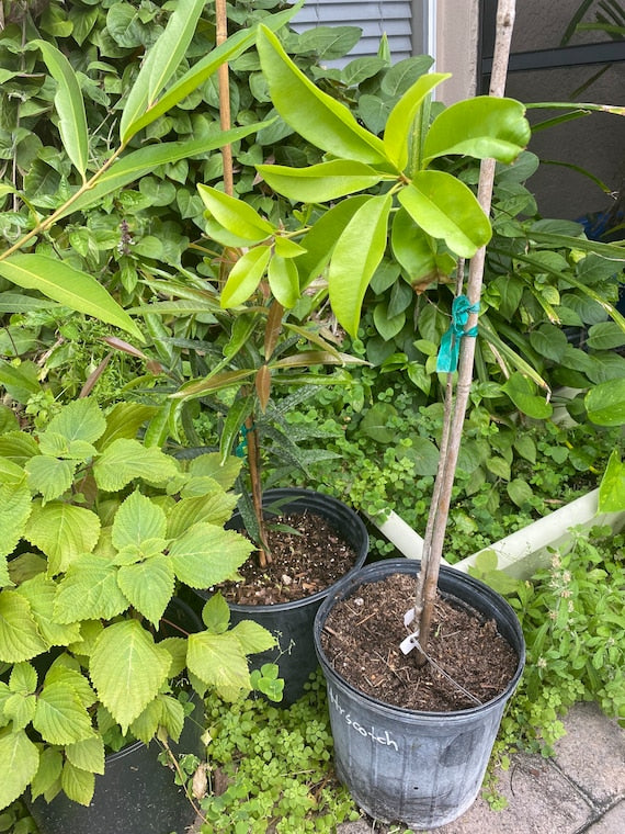 BUTTERSCOTCH SAPODILLA