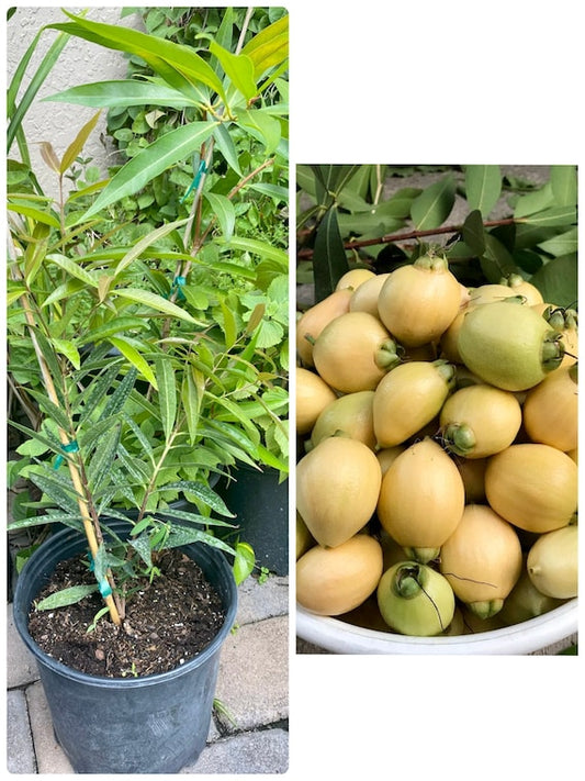 ROSE APPLE TREE/ Poma Rosa/ Jambos/ Plum Rose/ Malabar plum/ Cây Lý