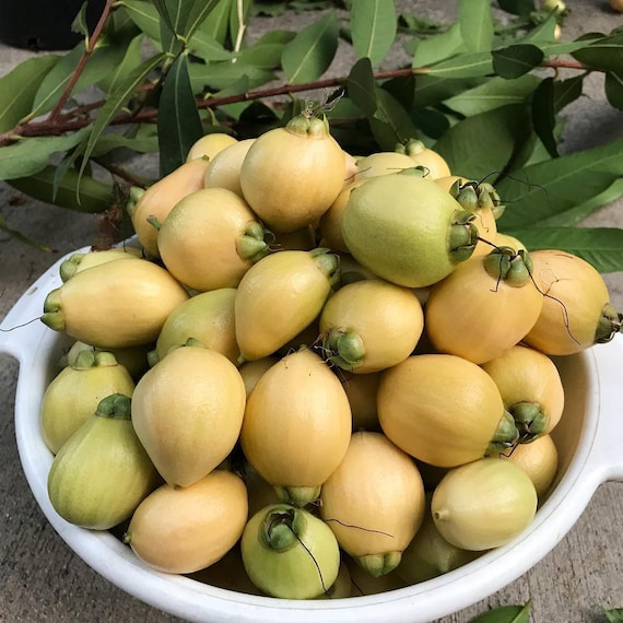 ROSE APPLE TREE/ Poma Rosa/ Jambos/ Plum Rose/ Malabar plum/ Cây Lý