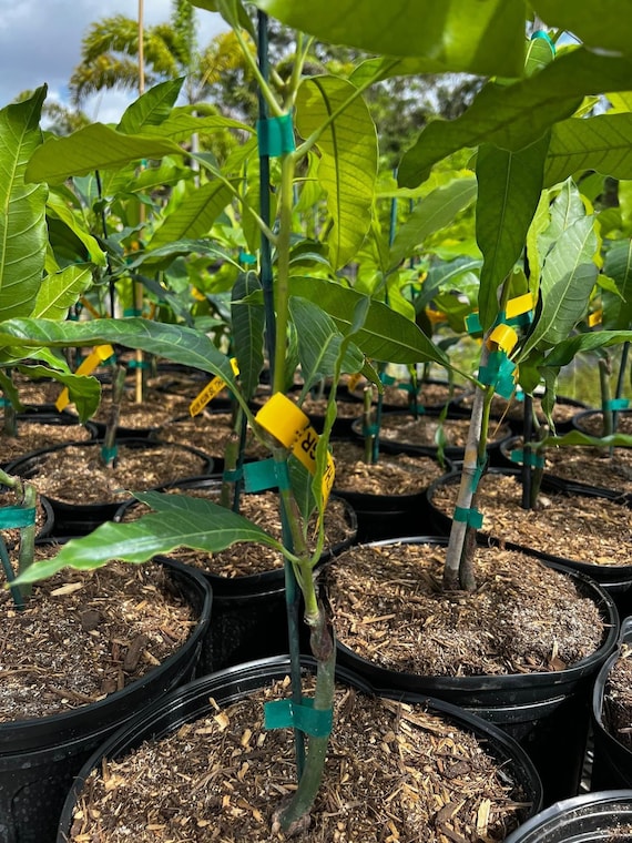 VAL-CARRIE Mango Tree