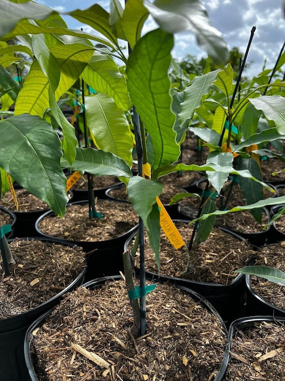 MUN KUN SI Thai Mango Tree