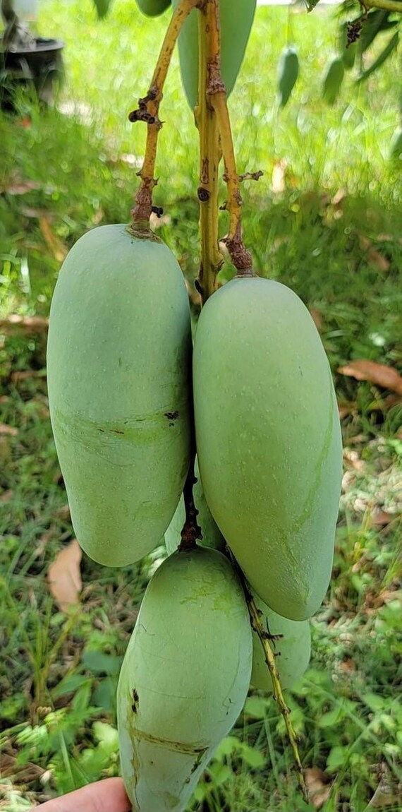 MUN KUN SI Thai Mango Tree
