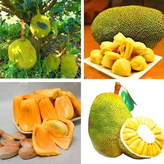 Fresh THAI JACKFRUIT Actual Fruit. Crunchy top Sweet Yellow Jackfruits. Tropical Exotic Fresh Fruits.