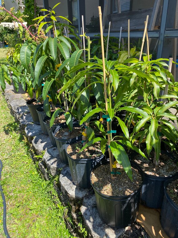 ORANGE SHERBET MANGO Tree