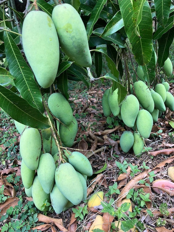 KIEW YAI THAI Mango Tree. Xoài Tượng/ Khaew Yai/ Khao Yai/ Keow Yai