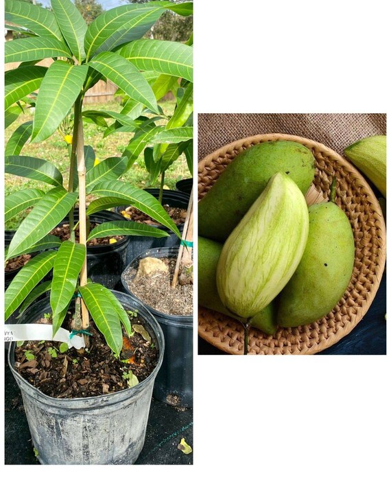 KIEW YAI THAI Mango Tree. Xoài Tượng/ Khaew Yai/ Khao Yai/ Keow Yai