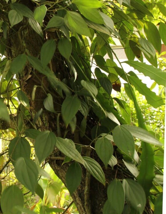 BLACK PEPPER VINES Plant. Piper Nigrum”
