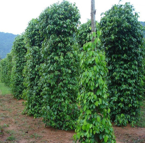 BLACK PEPPER VINES Plant. Piper Nigrum”