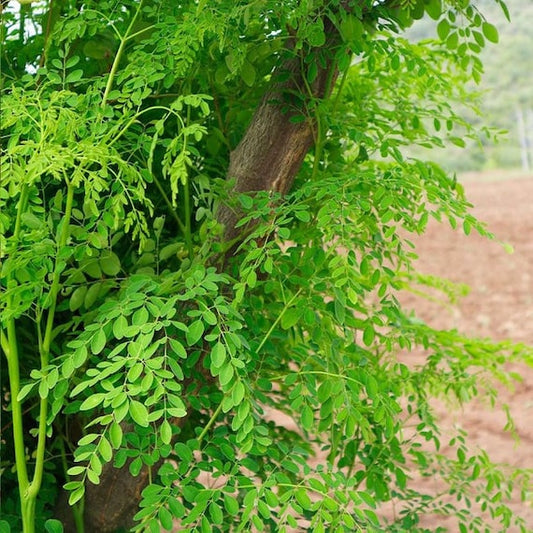 MORINGA LIVE PLANT