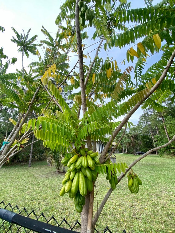 AVERRHOA BILIMBI/ Cây Khế Tàu Chua/ Cucumber Tree/ Tree Sorrel