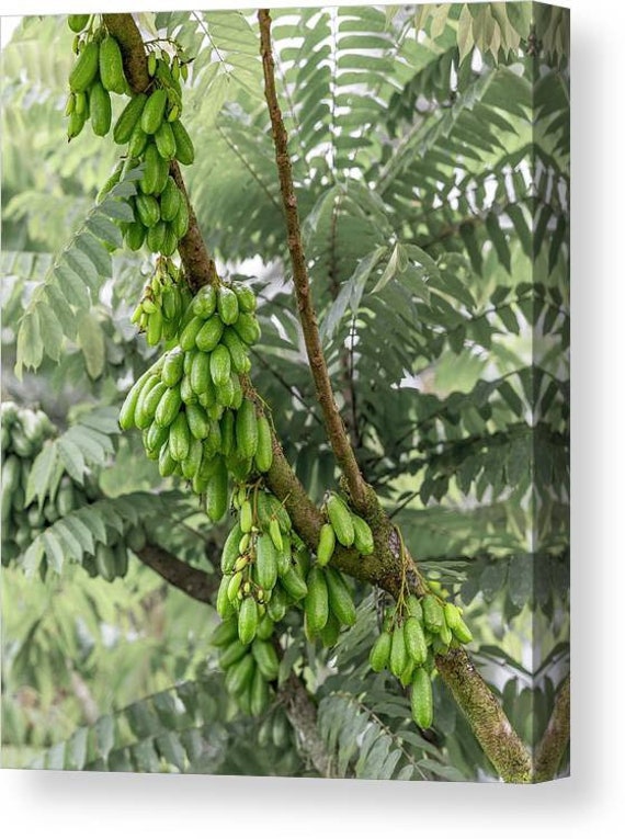 AVERRHOA BILIMBI/ Cây Khế Tàu Chua/ Cucumber Tree/ Tree Sorrel