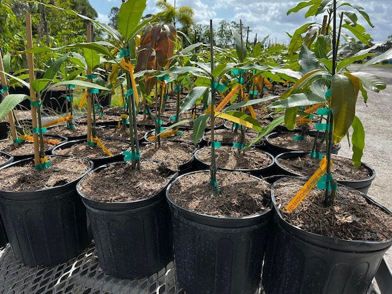 MUN KUN SI Thai Mango Tree