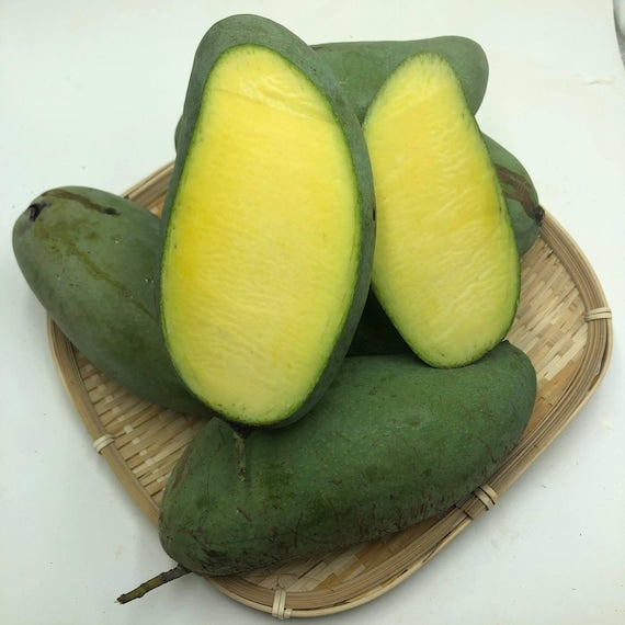 MUN KUN SI Thai Mango Tree