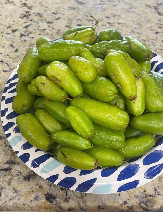 AVERRHOA BILIMBI/ Cây Khế Tàu Chua/ Cucumber Tree/ Tree Sorrel