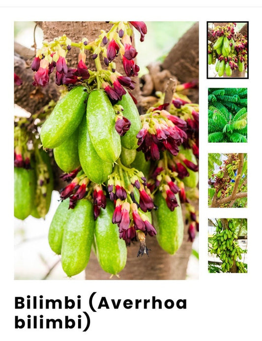 AVERRHOA BILIMBI/ Cây Khế Tàu Chua/ Cucumber Tree/ Tree Sorrel