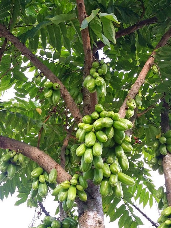 AVERRHOA BILIMBI/ Cây Khế Tàu Chua/ Cucumber Tree/ Tree Sorrel