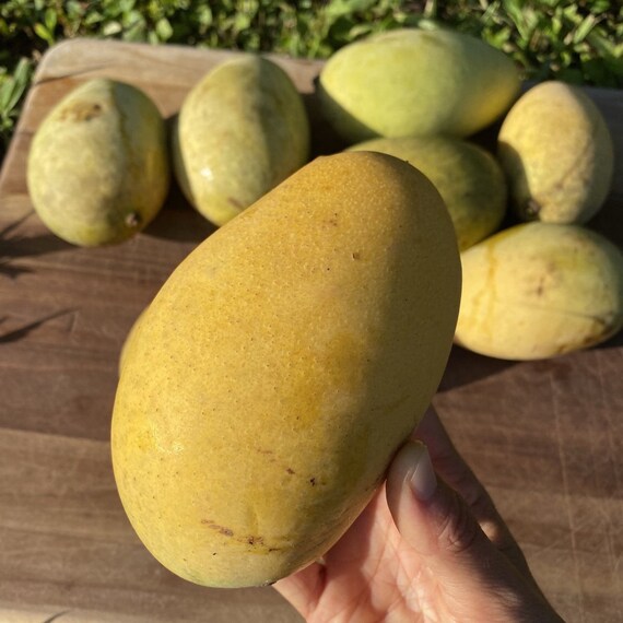 ORANGE SHERBET MANGO Tree