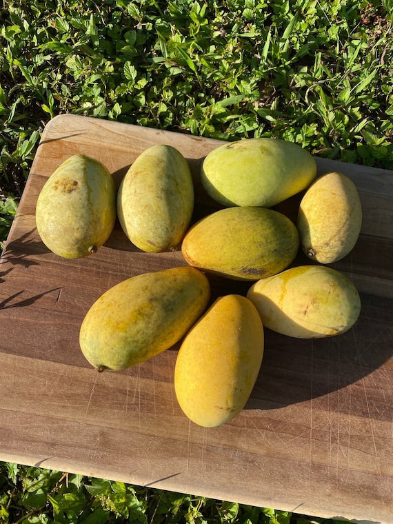 ORANGE SHERBET MANGO Tree