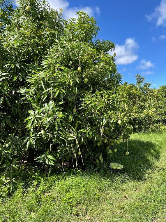 ORANGE SHERBET MANGO Tree