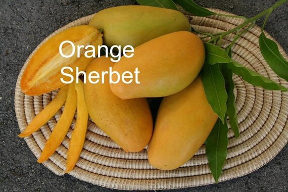 ORANGE SHERBET MANGO Tree