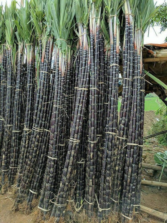 10Lbs FRESH PURPLE SUGARCANE Sticks. Mía Voi