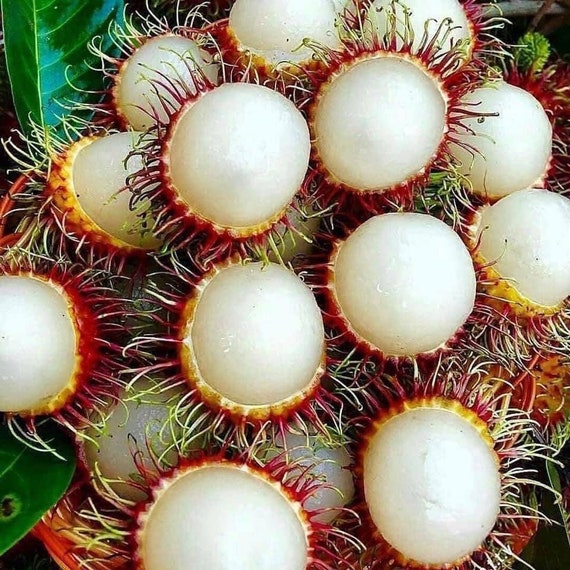 5-6lbs FRESH RAMBUTAN Tropical Exotic Fruits
