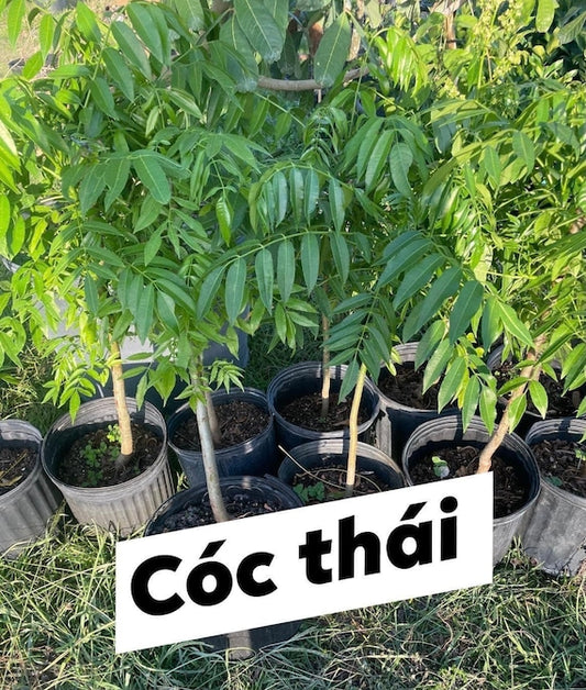THAI JUNE PLUM Dwarf Tree