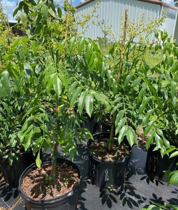 THAI JUNE PLUM Dwarf Tree