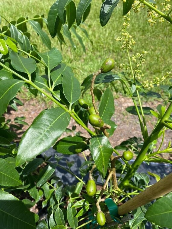THAI JUNE PLUM Dwarf Tree