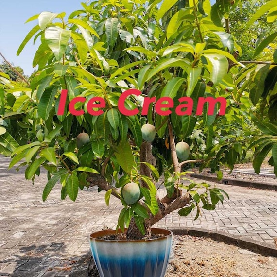 ICE CREAM DWARF Mango Tree