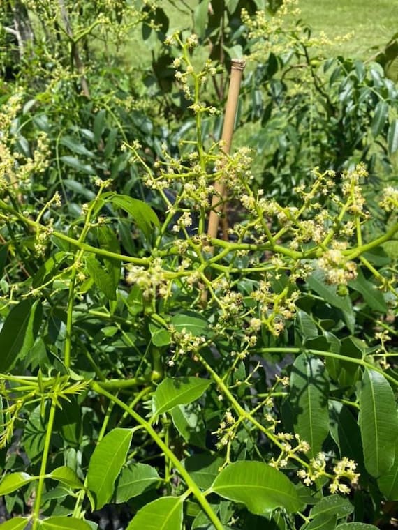THAI JUNE PLUM Dwarf Tree