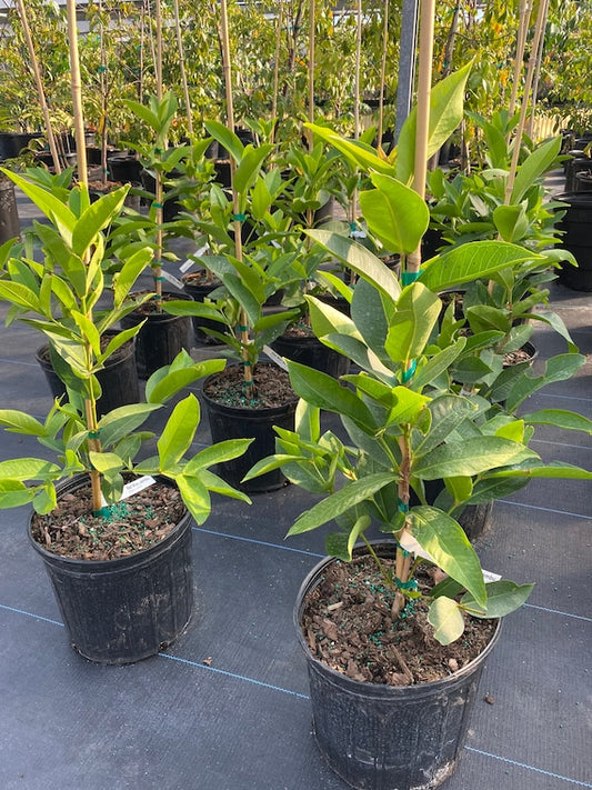 THAI Green JUMBO Wax Jambu Fruit Tree. Mận Thái Xanh
