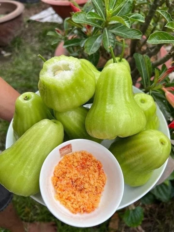 THAI Green JUMBO Wax Jambu Fruit Tree. Mận Thái Xanh