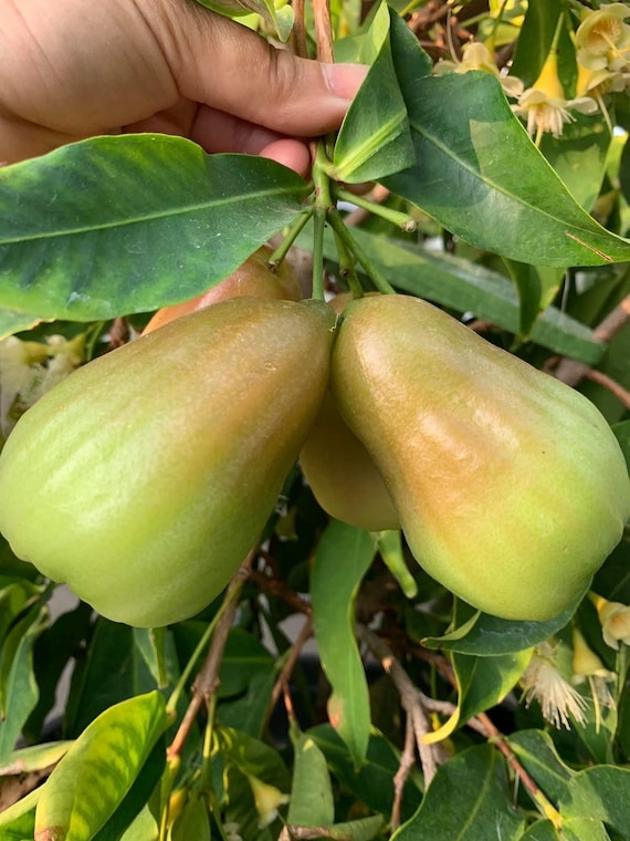 THAI Green JUMBO Wax Jambu Fruit Tree. Mận Thái Xanh