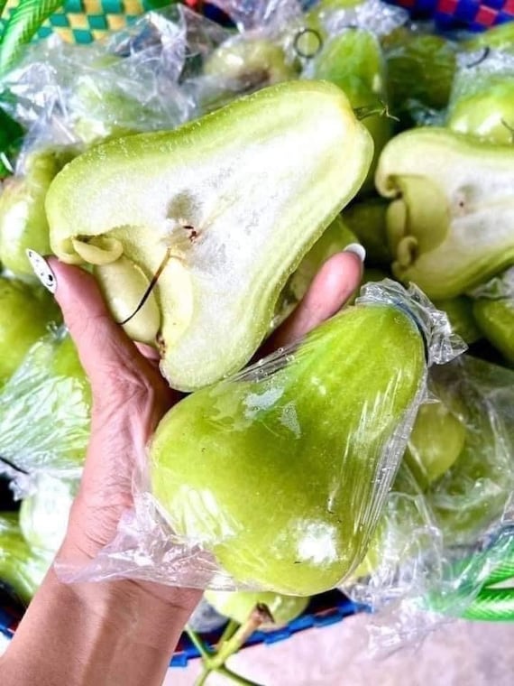 THAI Green JUMBO Wax Jambu Fruit Tree. Mận Thái Xanh