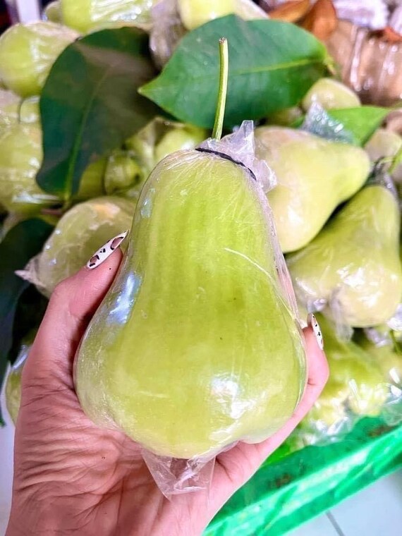 THAI Green JUMBO Wax Jambu Fruit Tree. Mận Thái Xanh