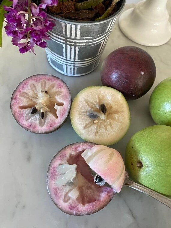 PURPLE STAR APPLE Tree/Caimito/ Milk Fruit/ Cây Vú Sữa