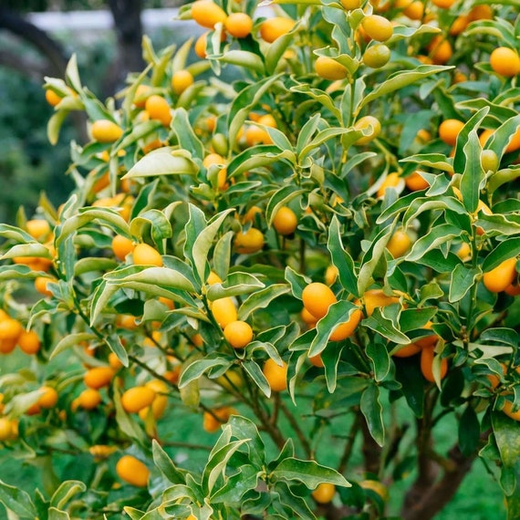 Big 10Gal Grafted SWEET NAGAMI KUMQUAT Tree