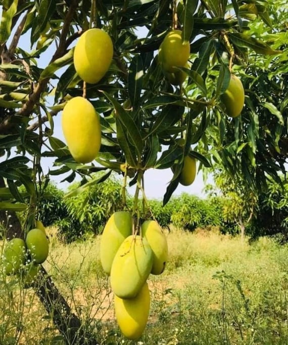 LEMON ZEST Mango Tree