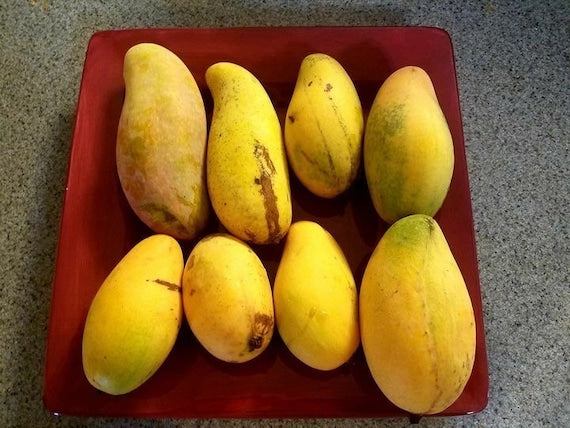 LEMON ZEST Mango Tree
