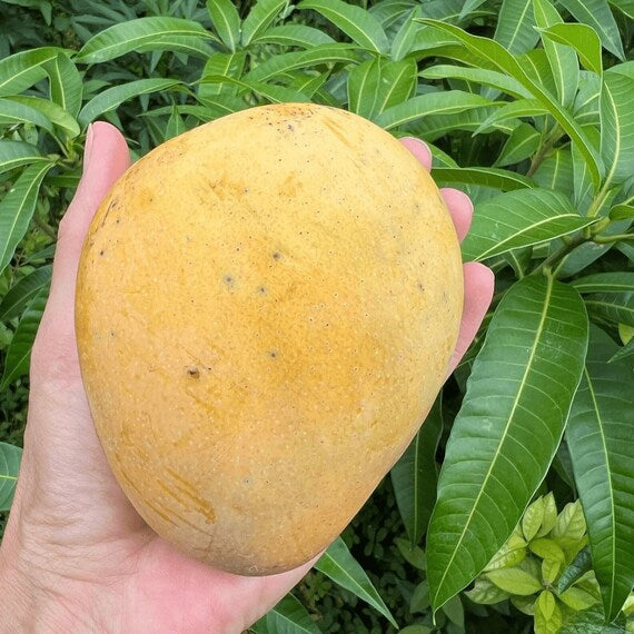 SWEET TART Mango Tree