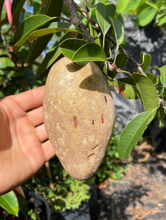 BUTTERSCOTCH SAPODILLA