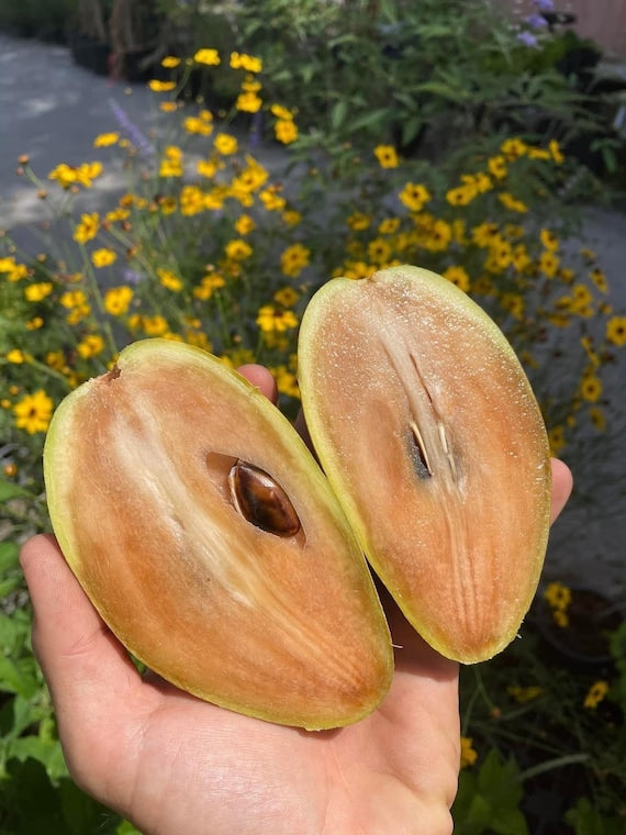 BUTTERSCOTCH SAPODILLA